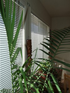 palma-indoor.jpg