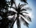 palm-tree-silhouette